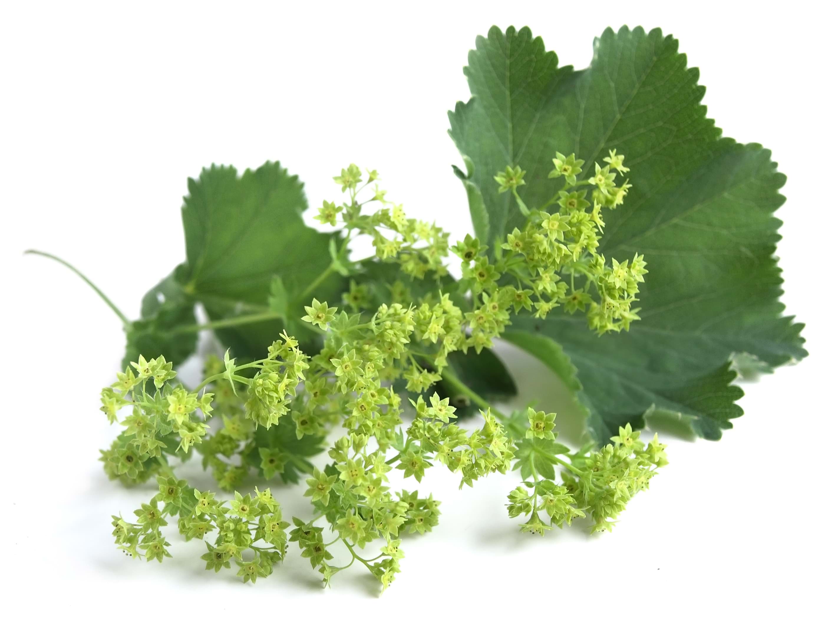 Ženský plášť (Alchemilla vulgaris) na 228.sk- pomôž si sám.